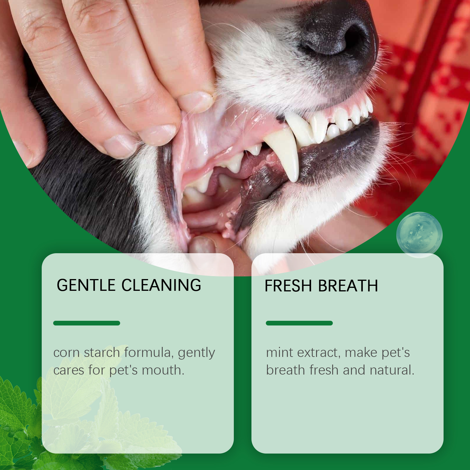 Pet Teeth Cleaning Powder Redu - Teeth Whitening Street ulasan dan harga